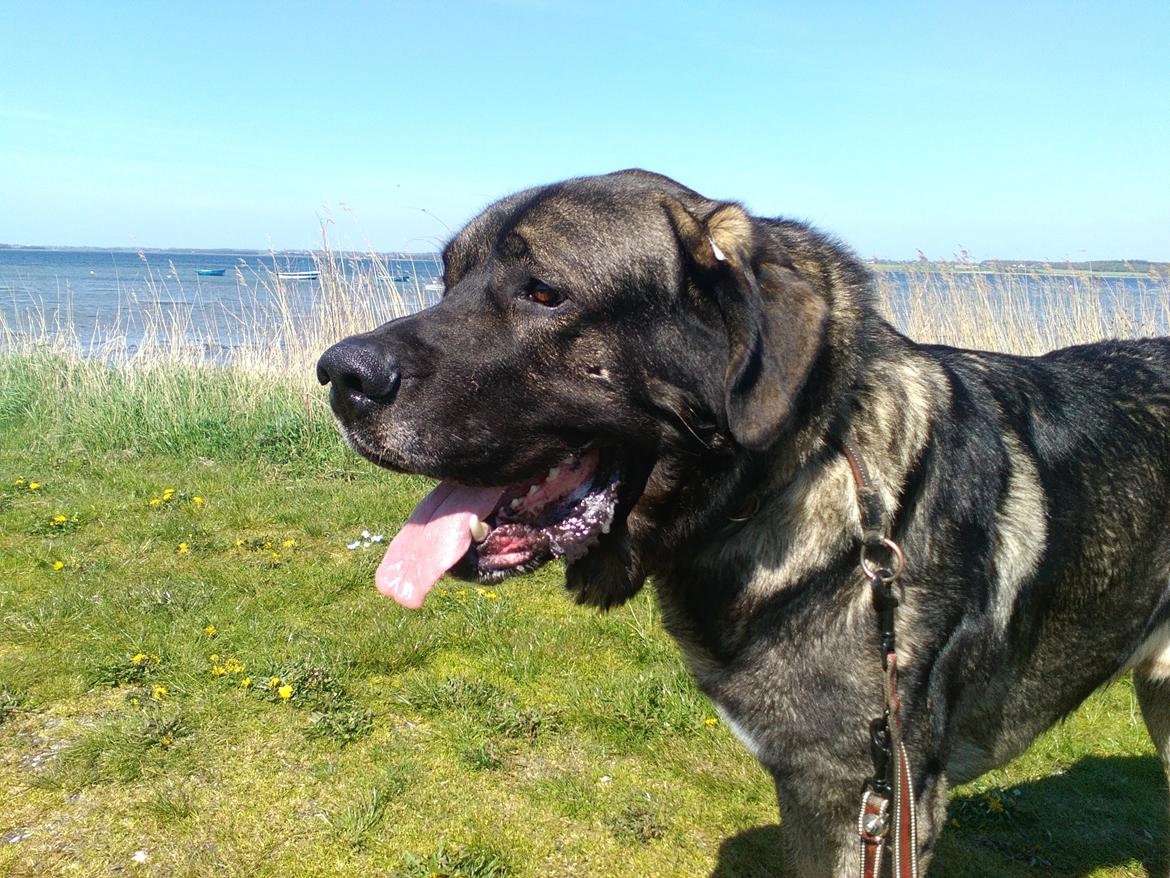 Mastin español Frekes bering billede 2