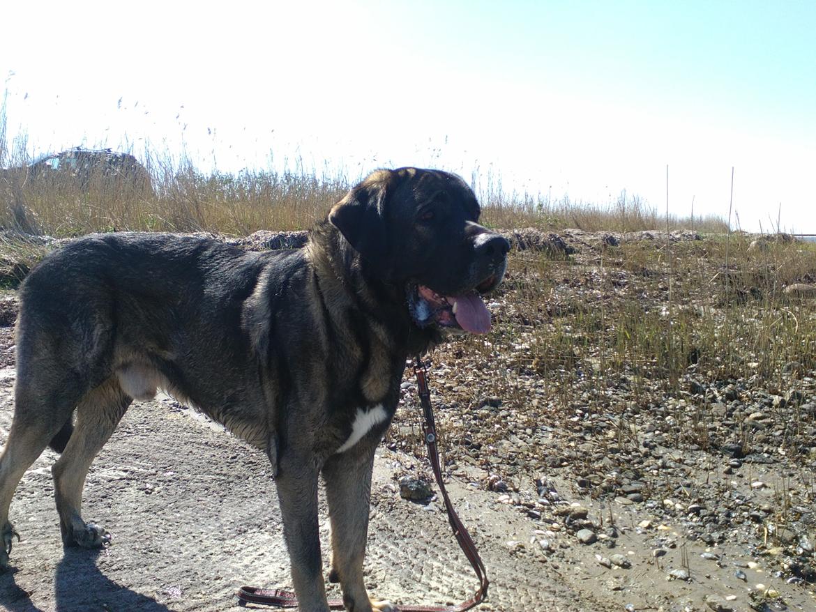 Mastin español Frekes bering billede 9