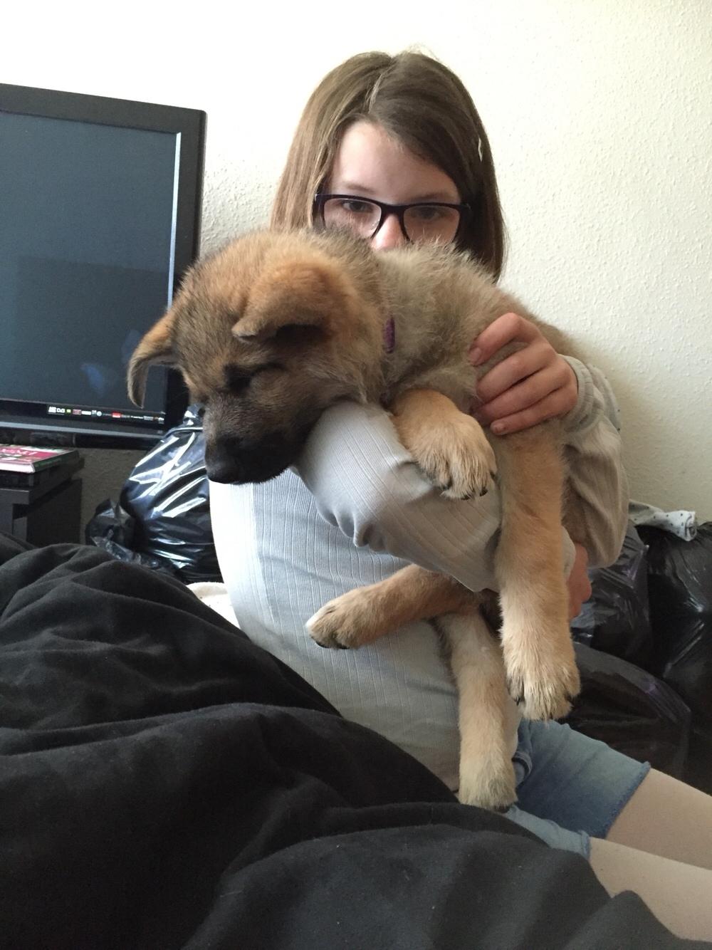 Schæferhund Pandora billede 2