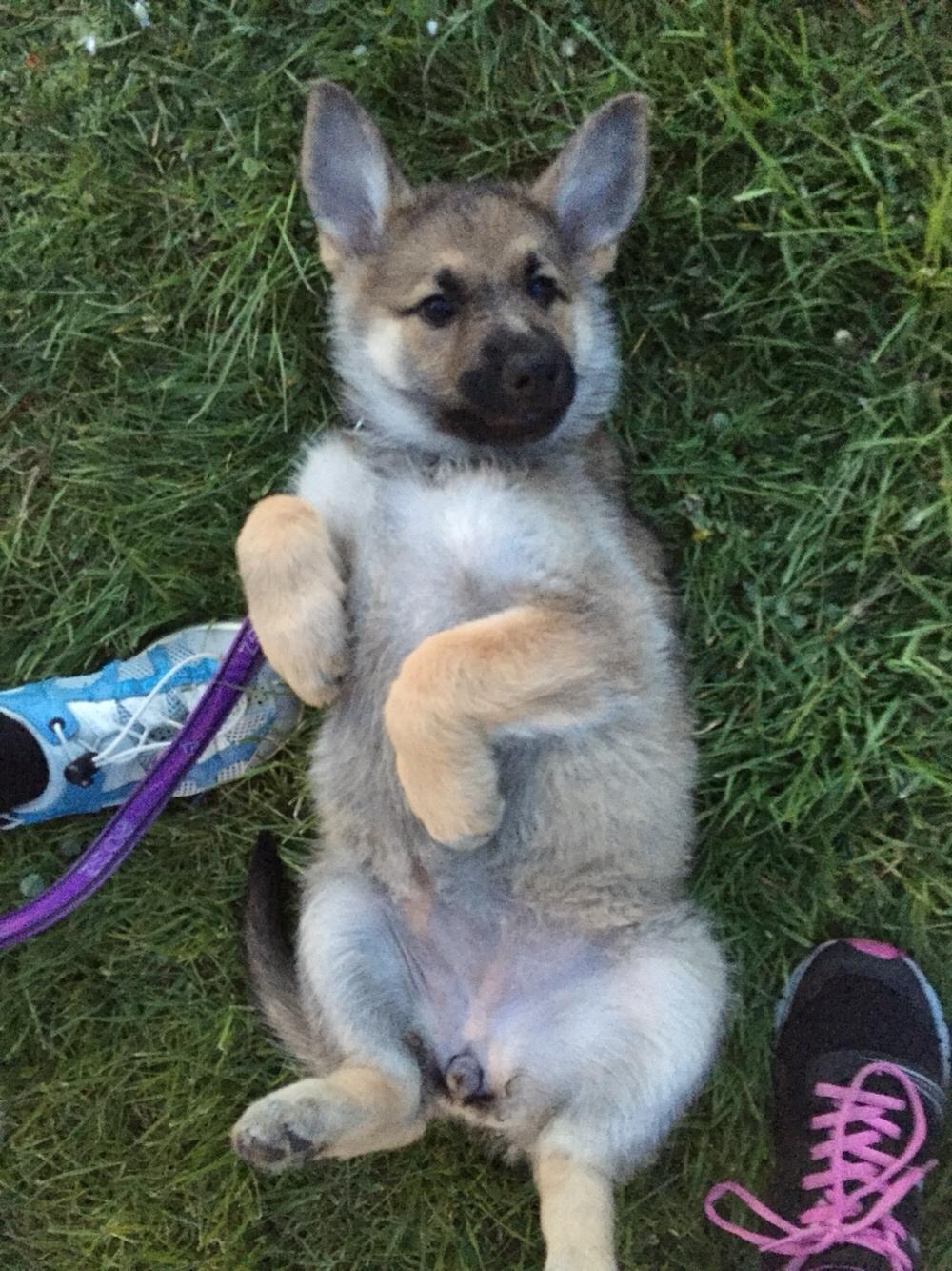 Schæferhund Pandora billede 1