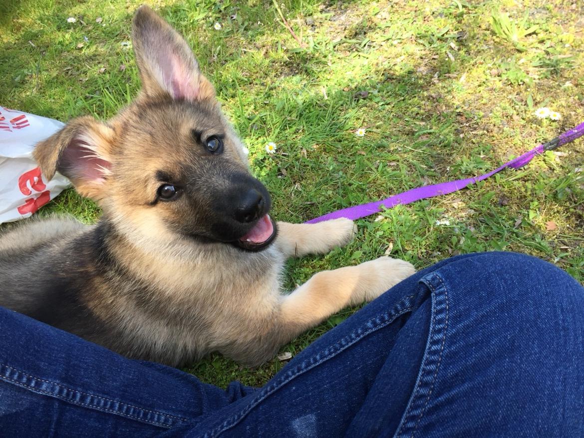 Schæferhund Pandora billede 3