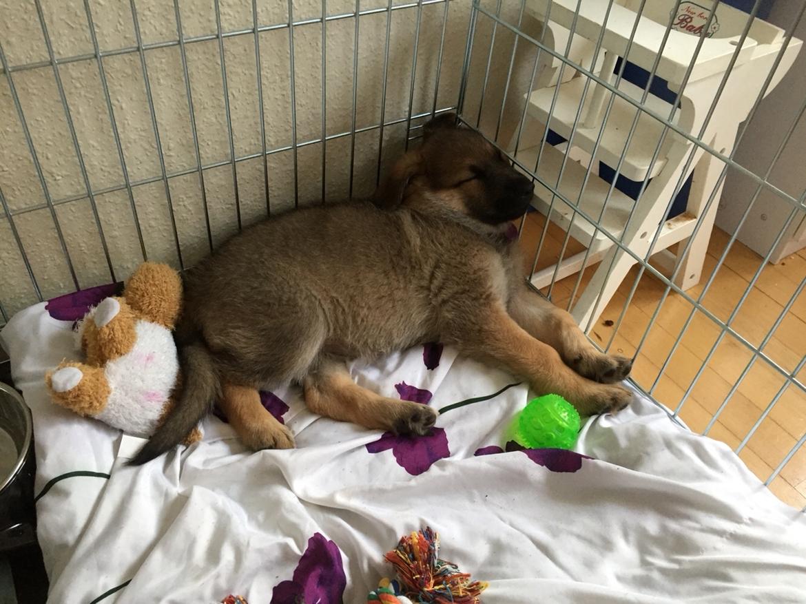 Schæferhund Pandora billede 5