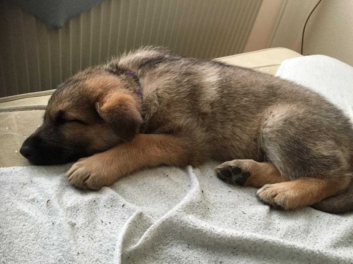 Schæferhund Pandora billede 6