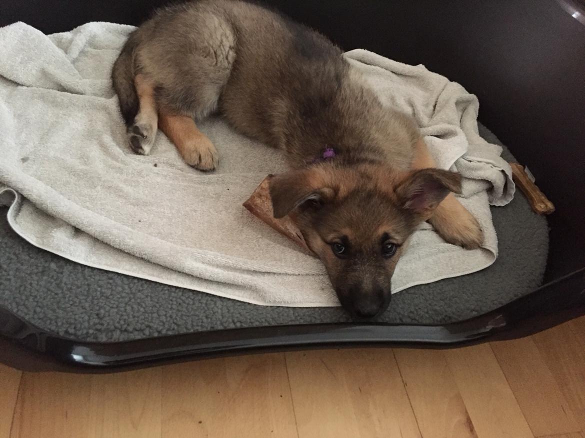 Schæferhund Pandora billede 8