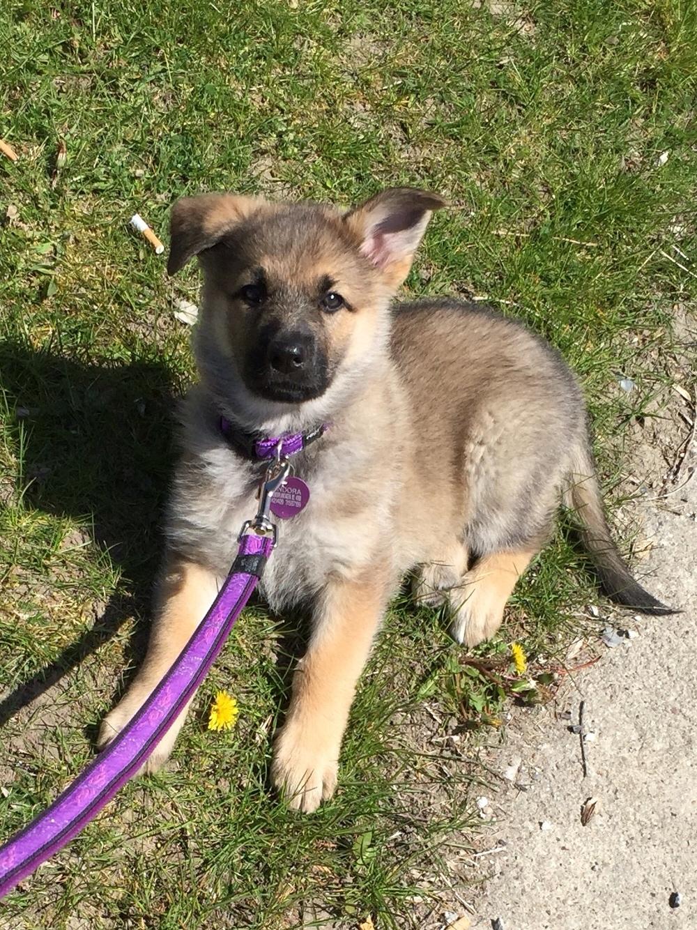 Schæferhund Pandora billede 7