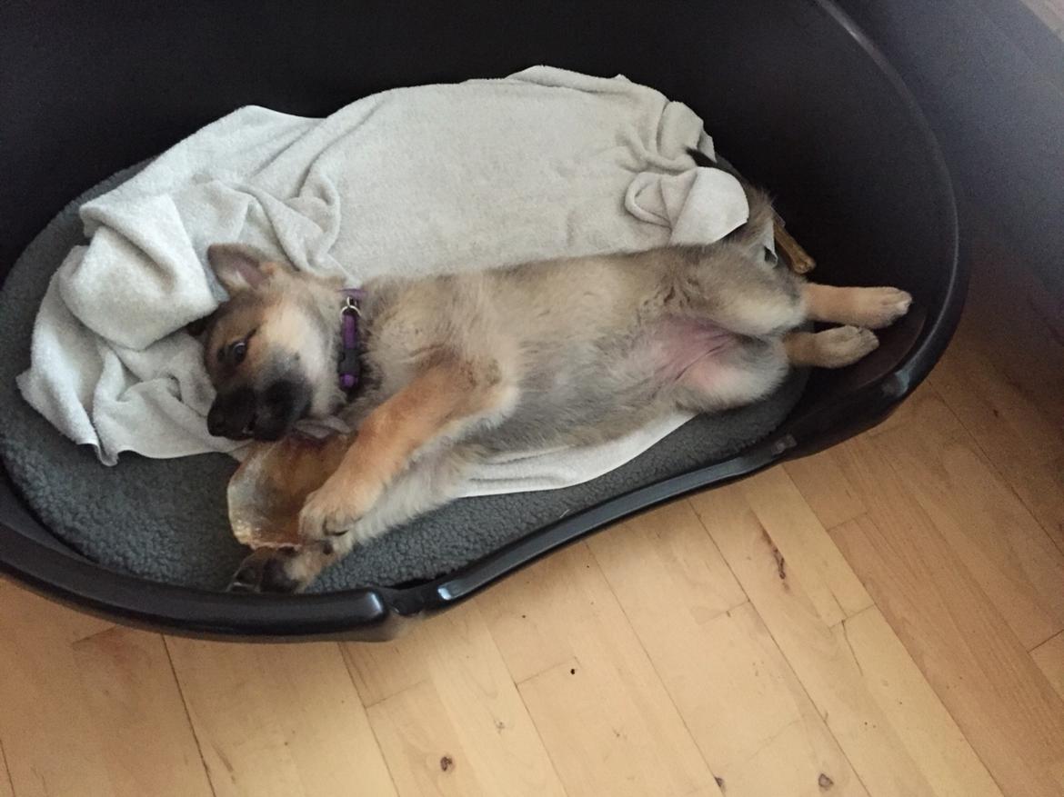 Schæferhund Pandora billede 9