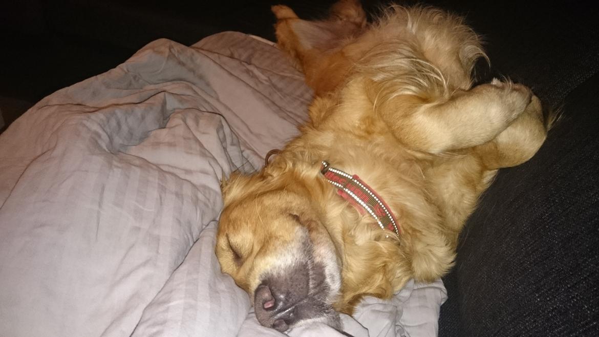 Golden retriever Chica billede 1