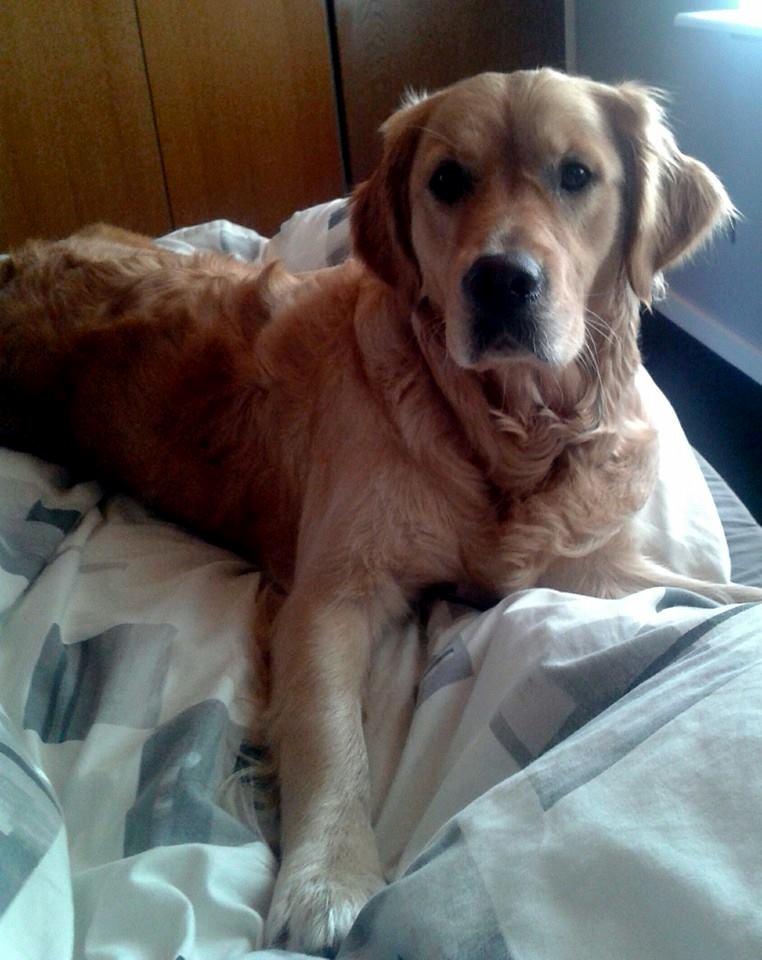 Golden retriever Chica billede 3