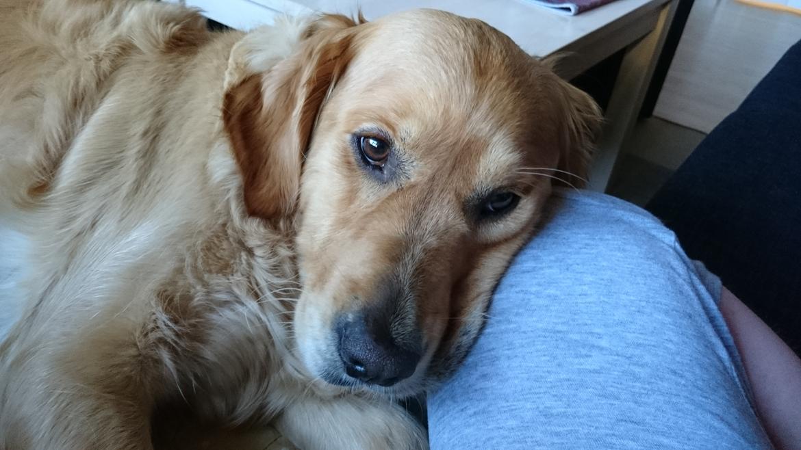 Golden retriever Chica billede 4