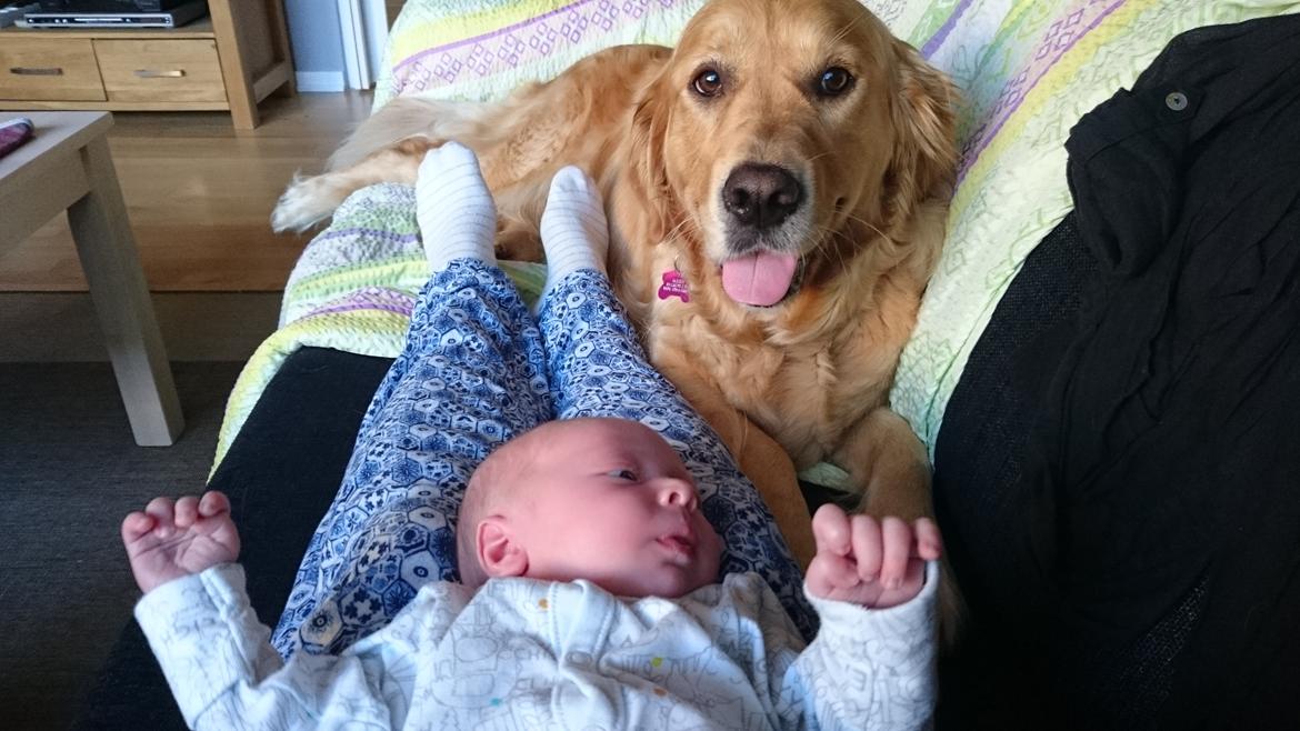 Golden retriever Chica billede 5