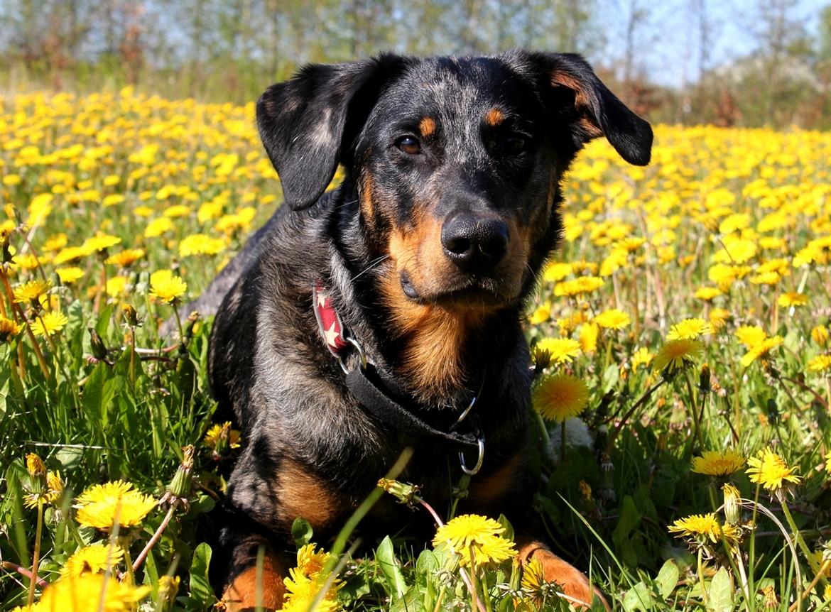Beauceron Jesse billede 3