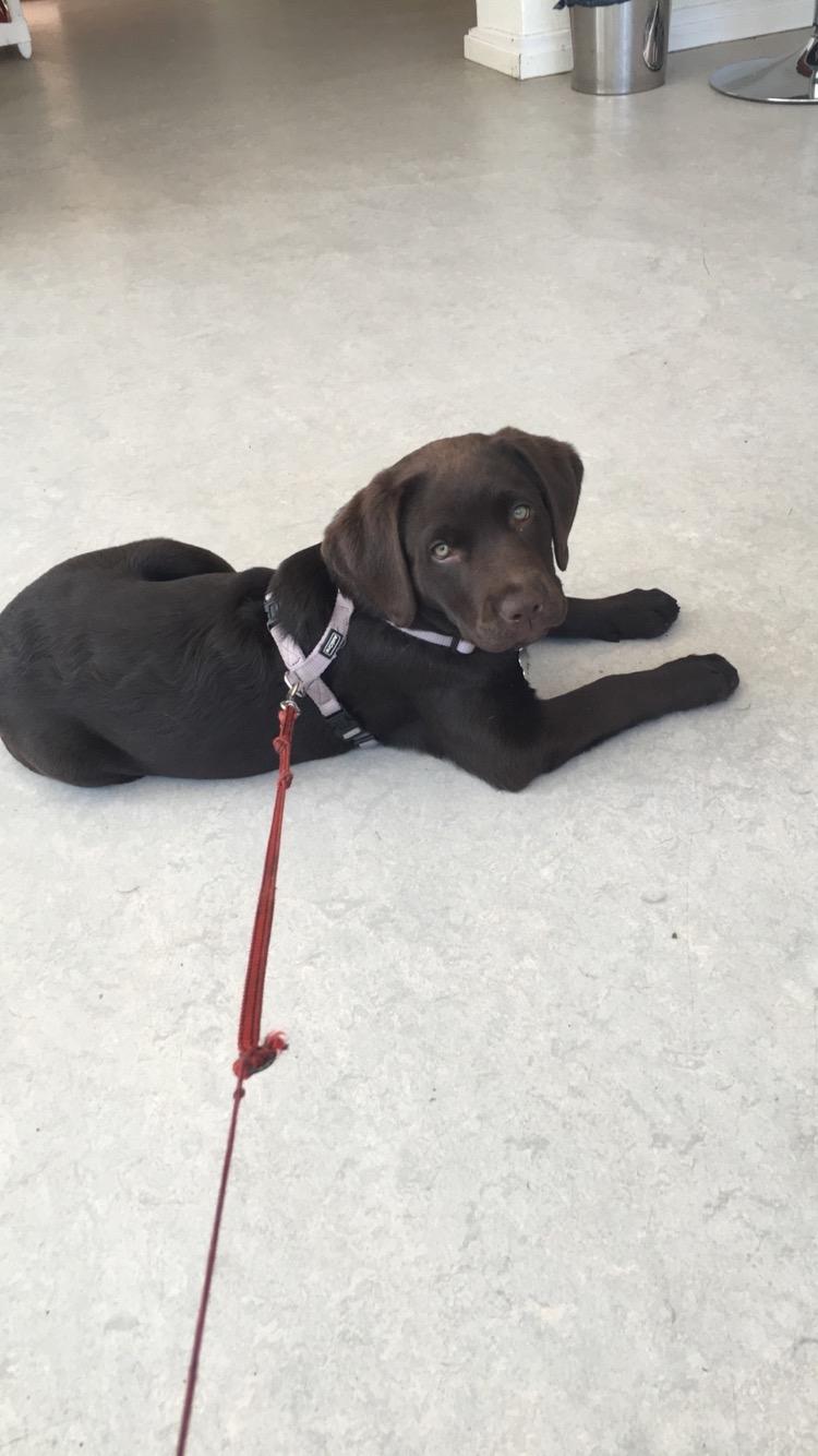 Labrador retriever Emma billede 22
