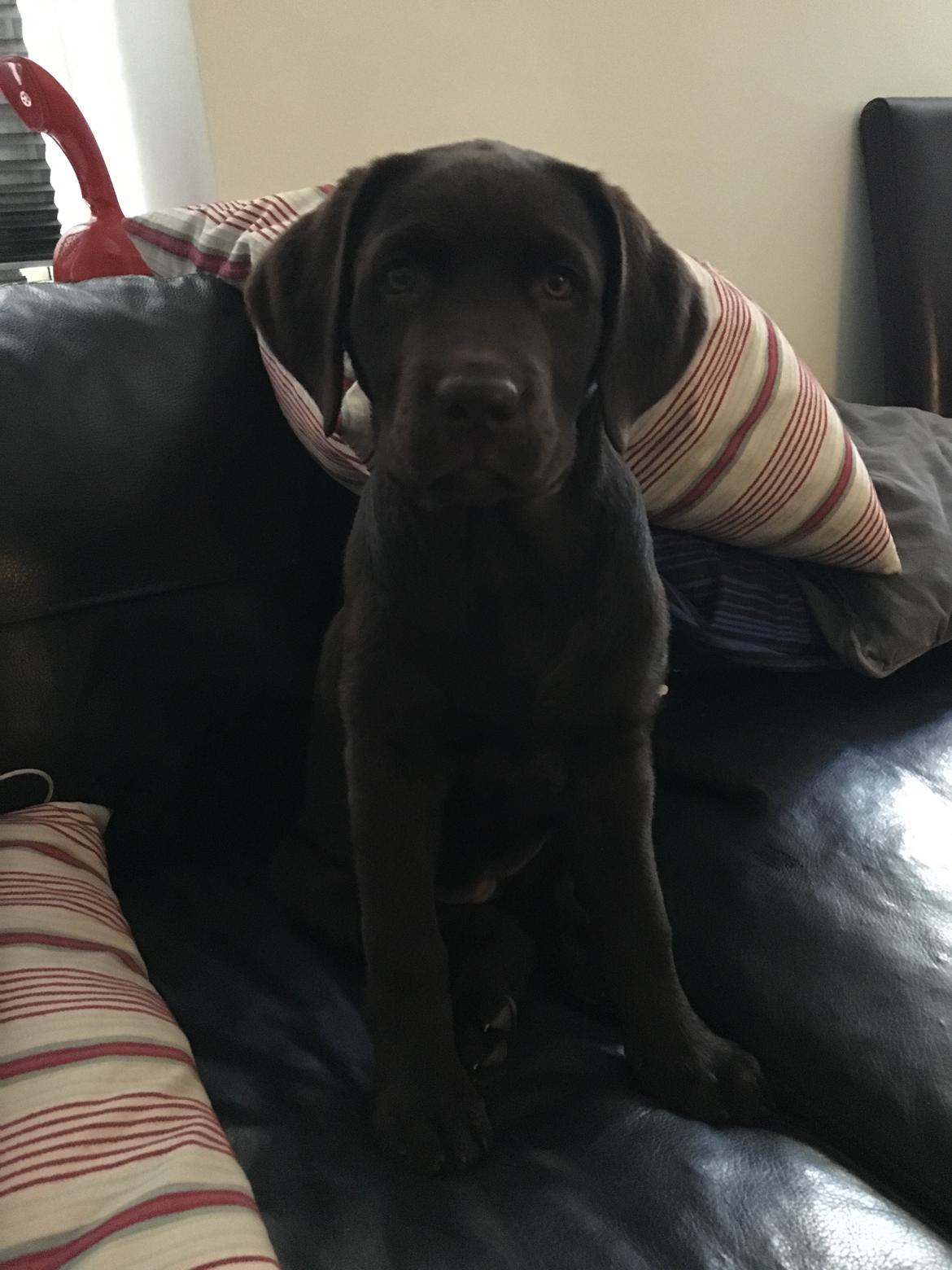 Labrador retriever Emma billede 21