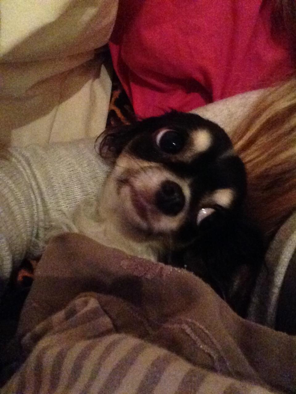 Chihuahua Maggie Boo billede 37