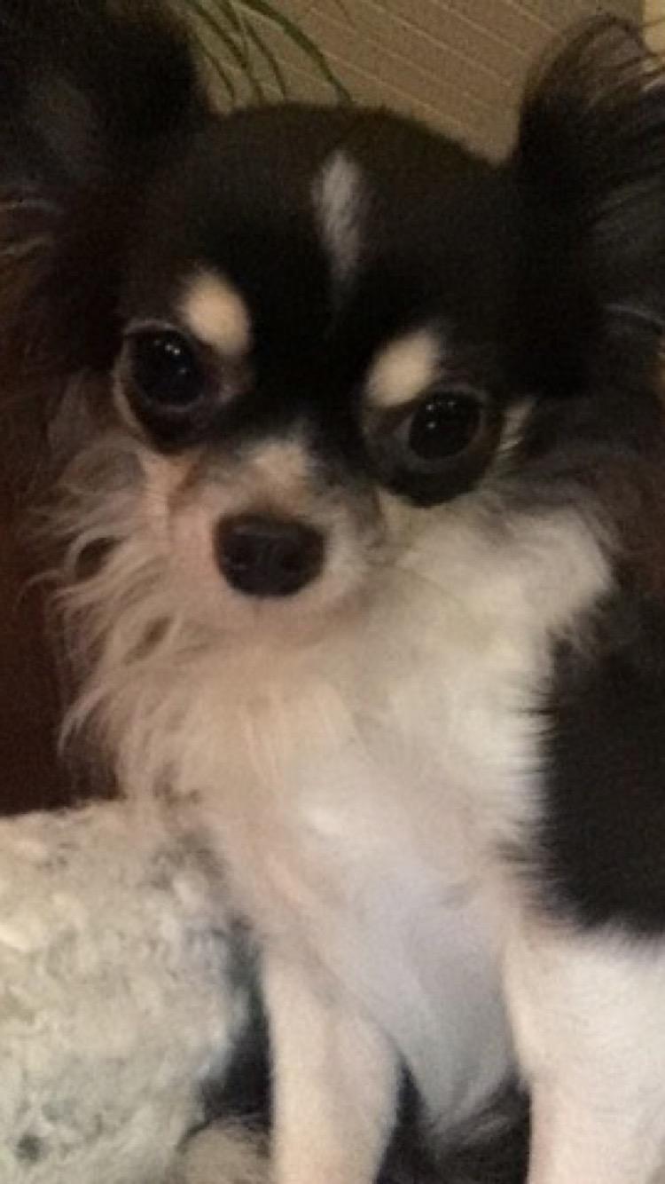 Chihuahua Maggie Boo billede 38