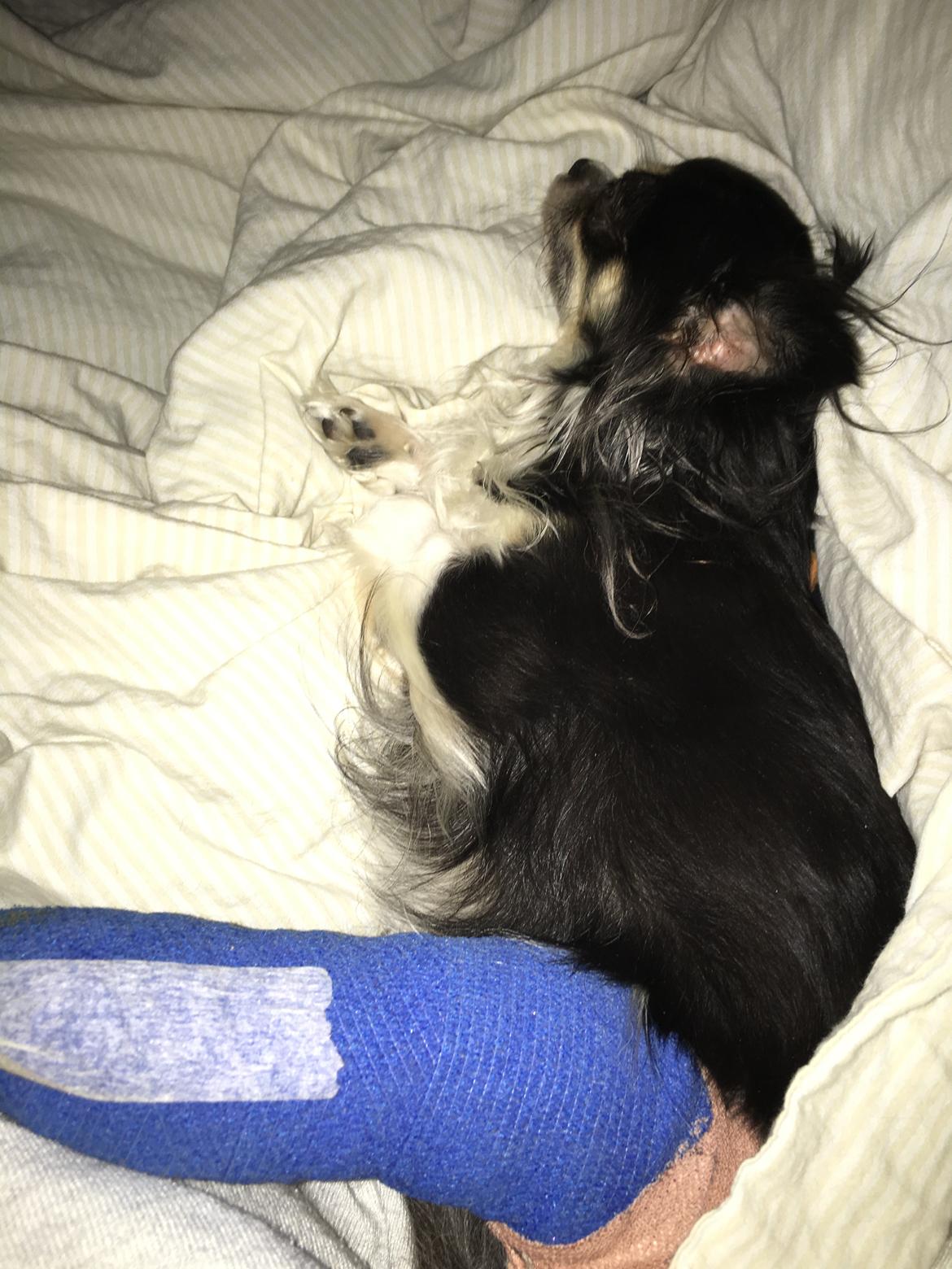 Chihuahua Maggie Boo billede 39