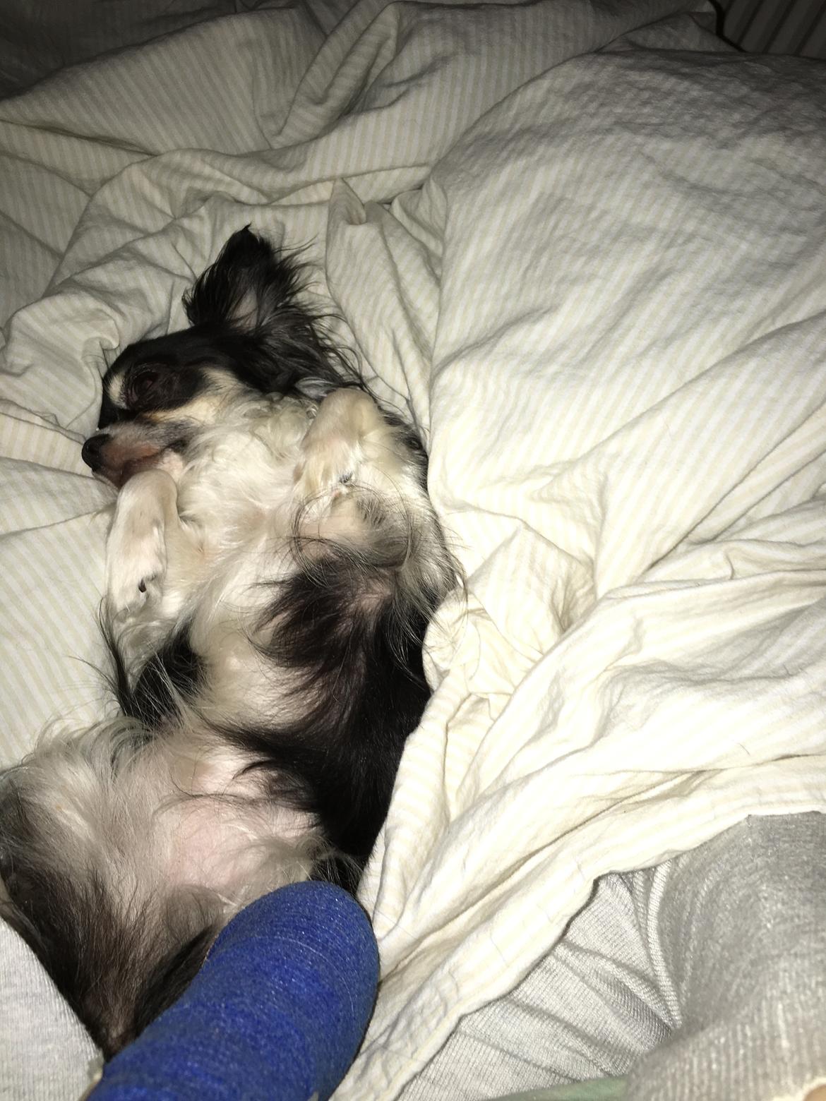 Chihuahua Maggie Boo billede 40