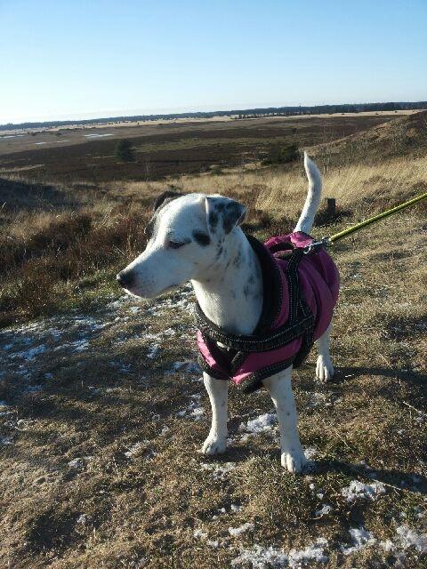 Parson russell terrier My Roest billede 44