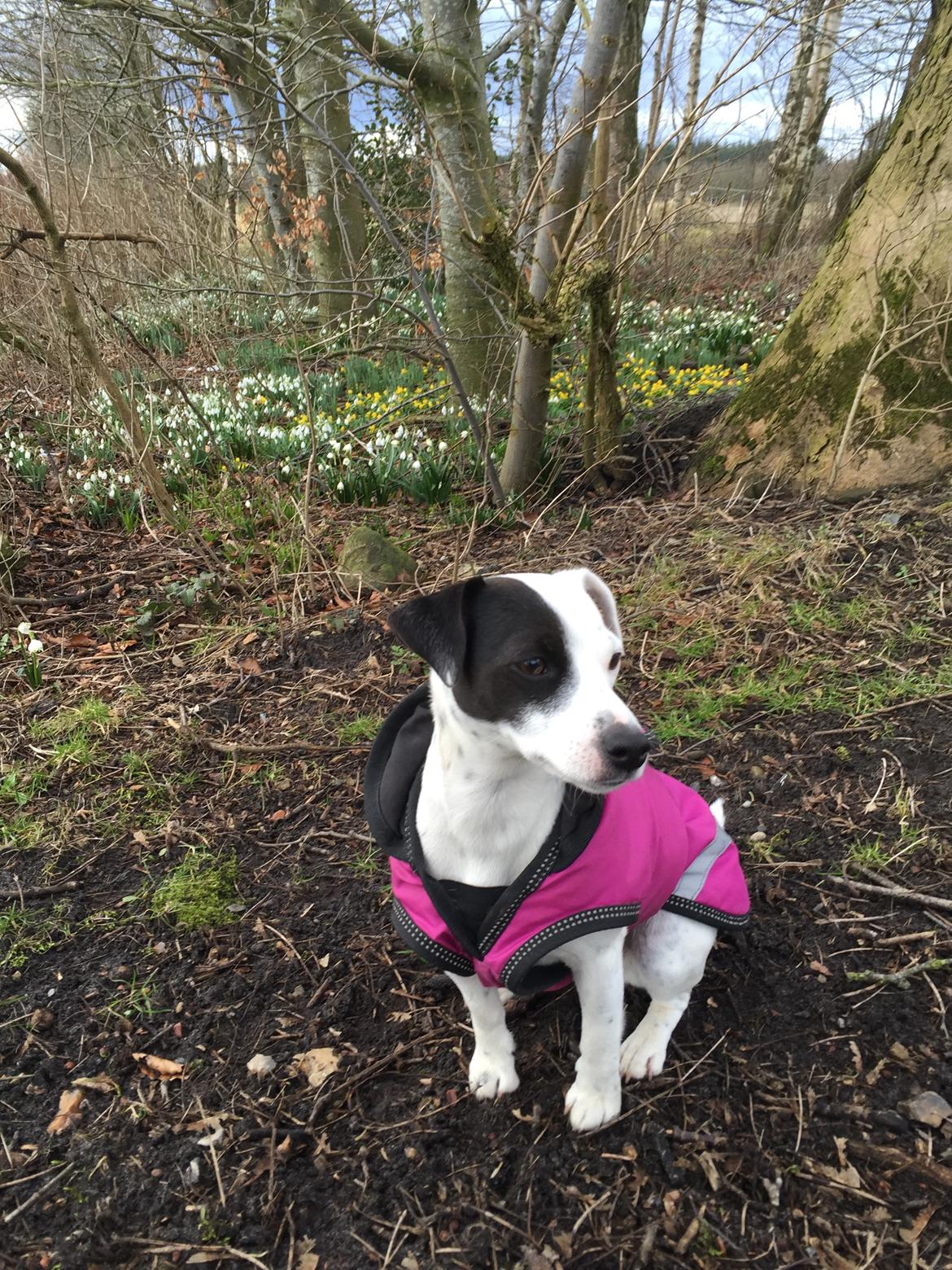 Parson russell terrier My Roest billede 47