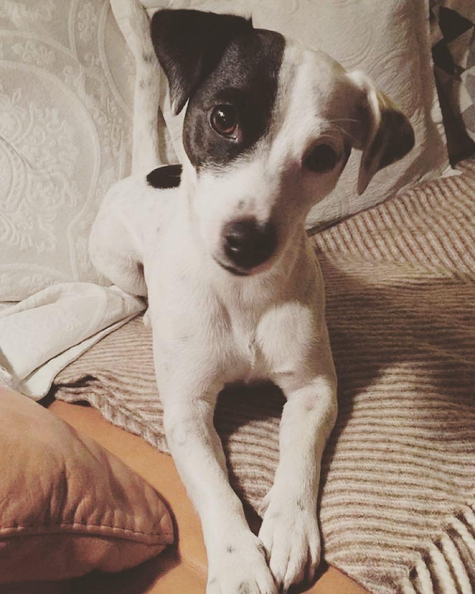 Parson russell terrier My Roest billede 45