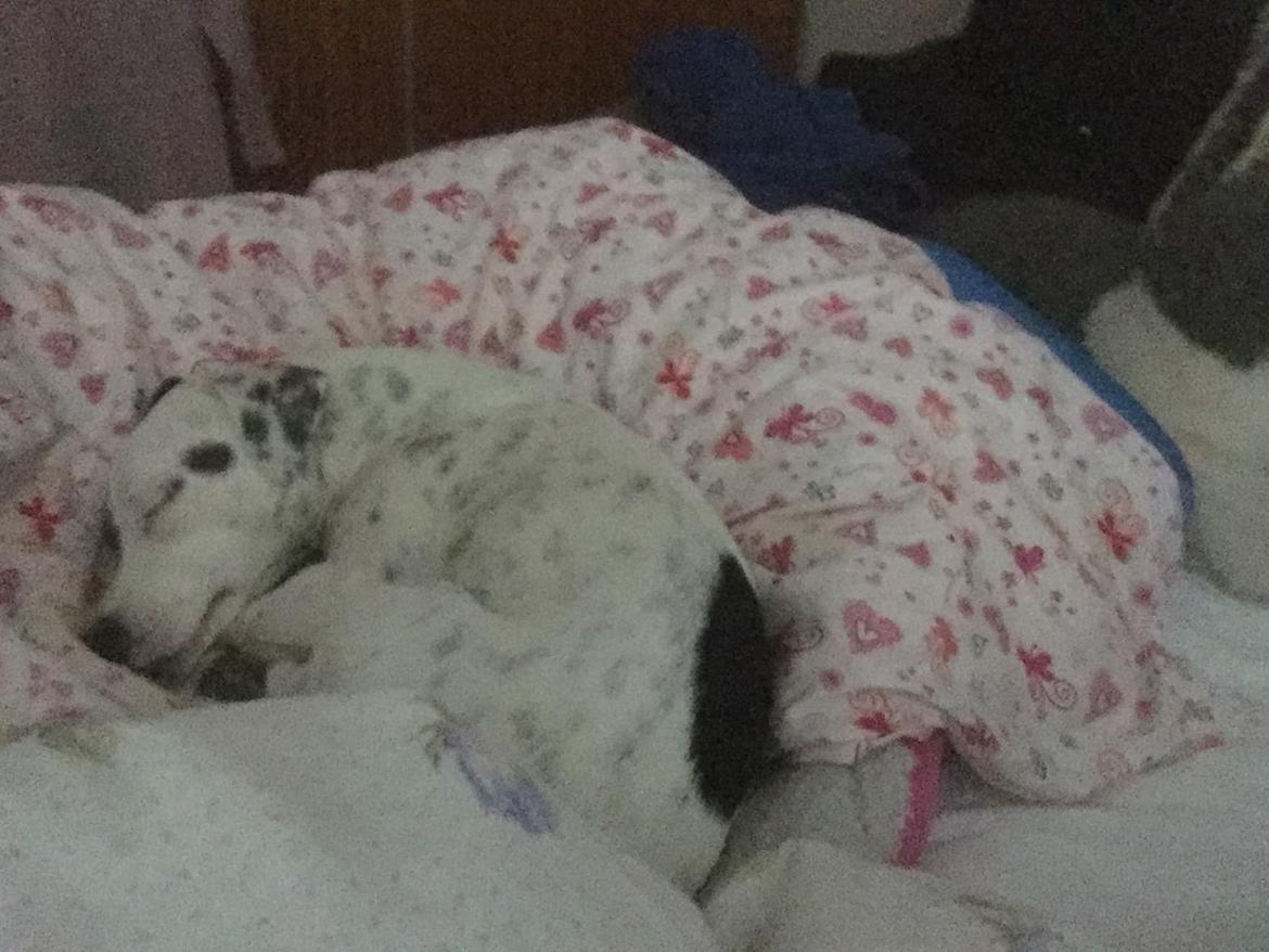 Parson russell terrier My Roest billede 50