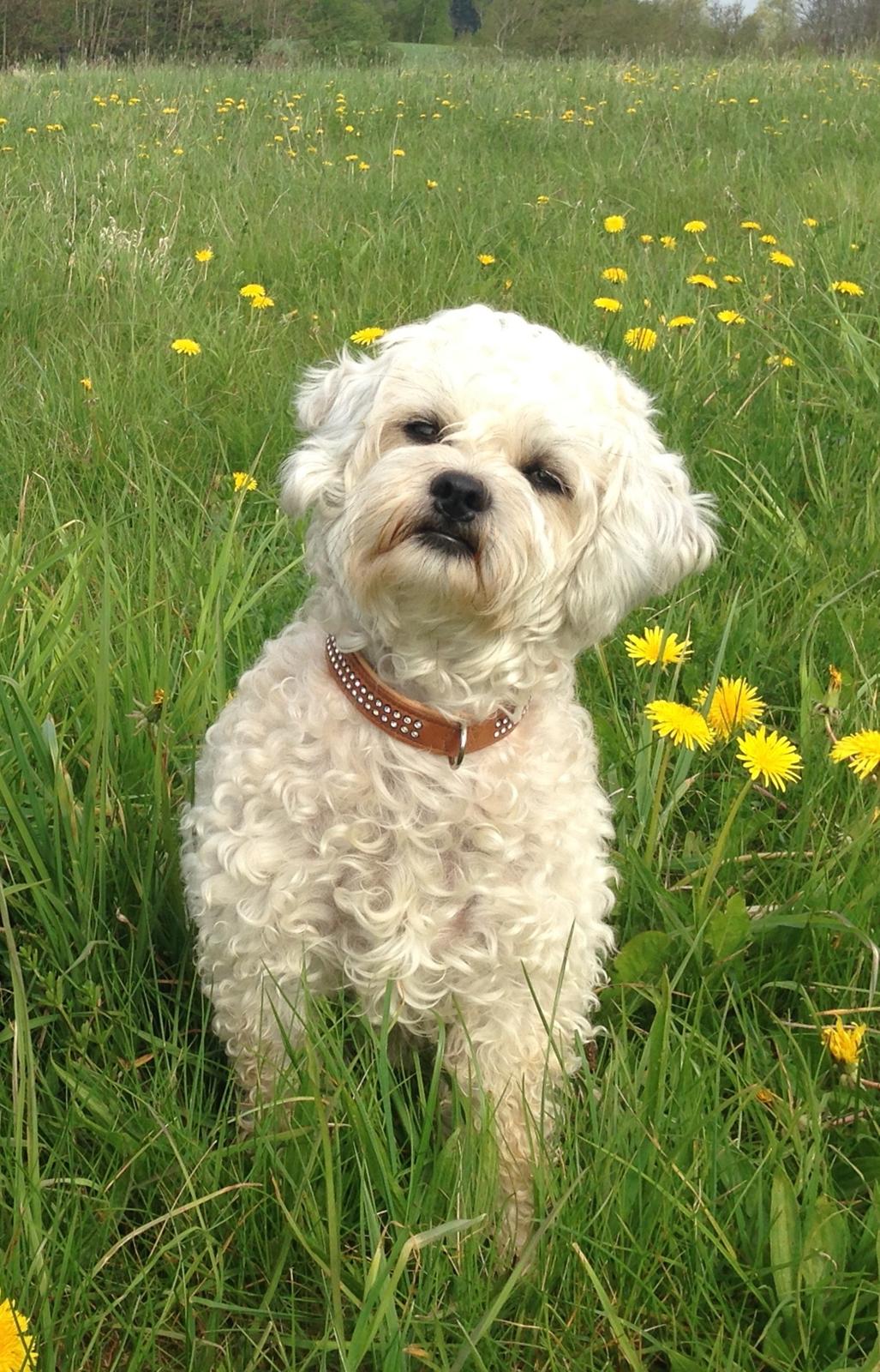 Blanding af racer Kiki  billede 16