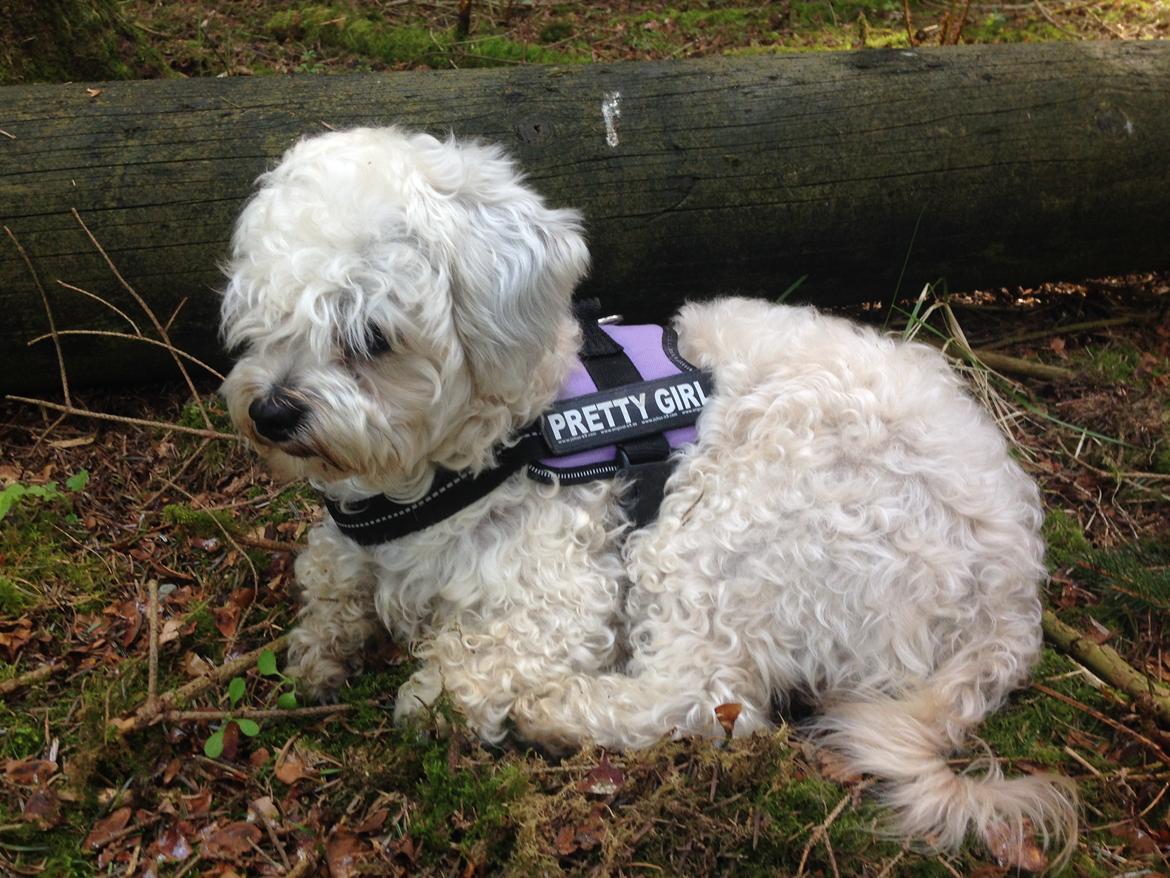 Blanding af racer Kiki  billede 14