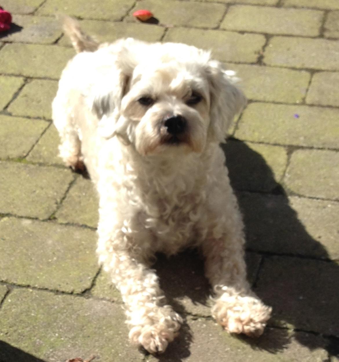 Blanding af racer Kiki  billede 19