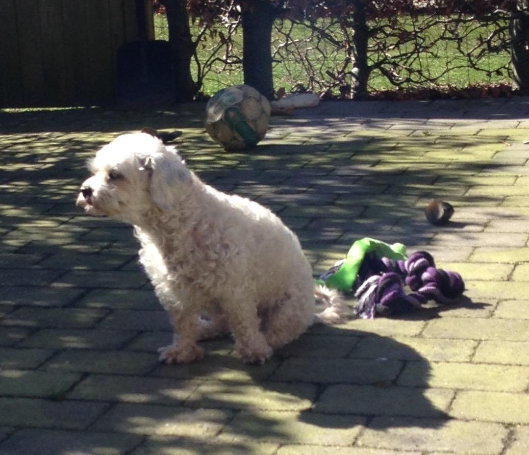 Blanding af racer Kiki  billede 20