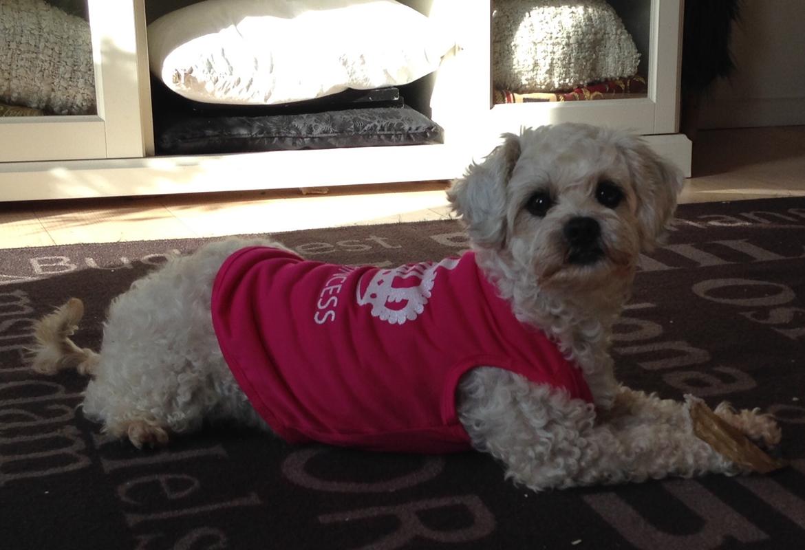 Blanding af racer Kiki  billede 22