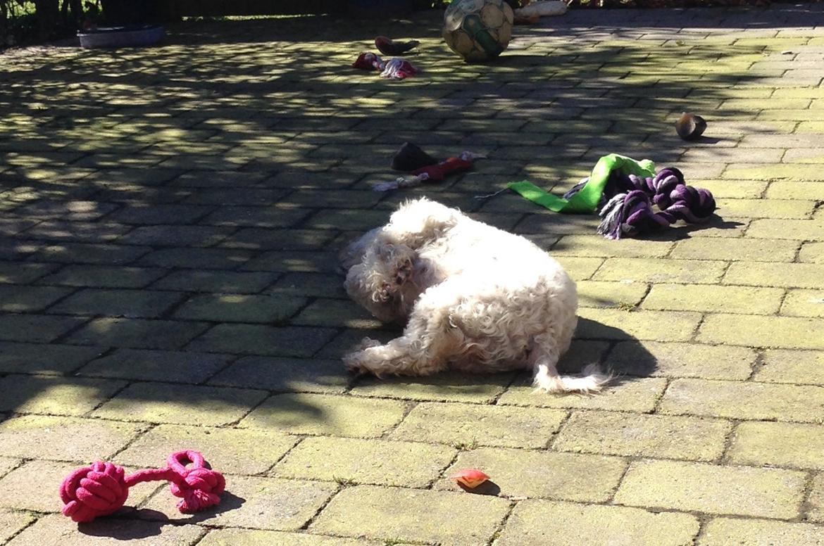 Blanding af racer Kiki  billede 21