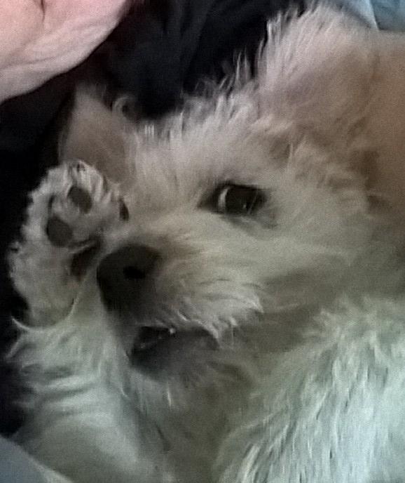 Blanding af racer Kom-Karla billede 2