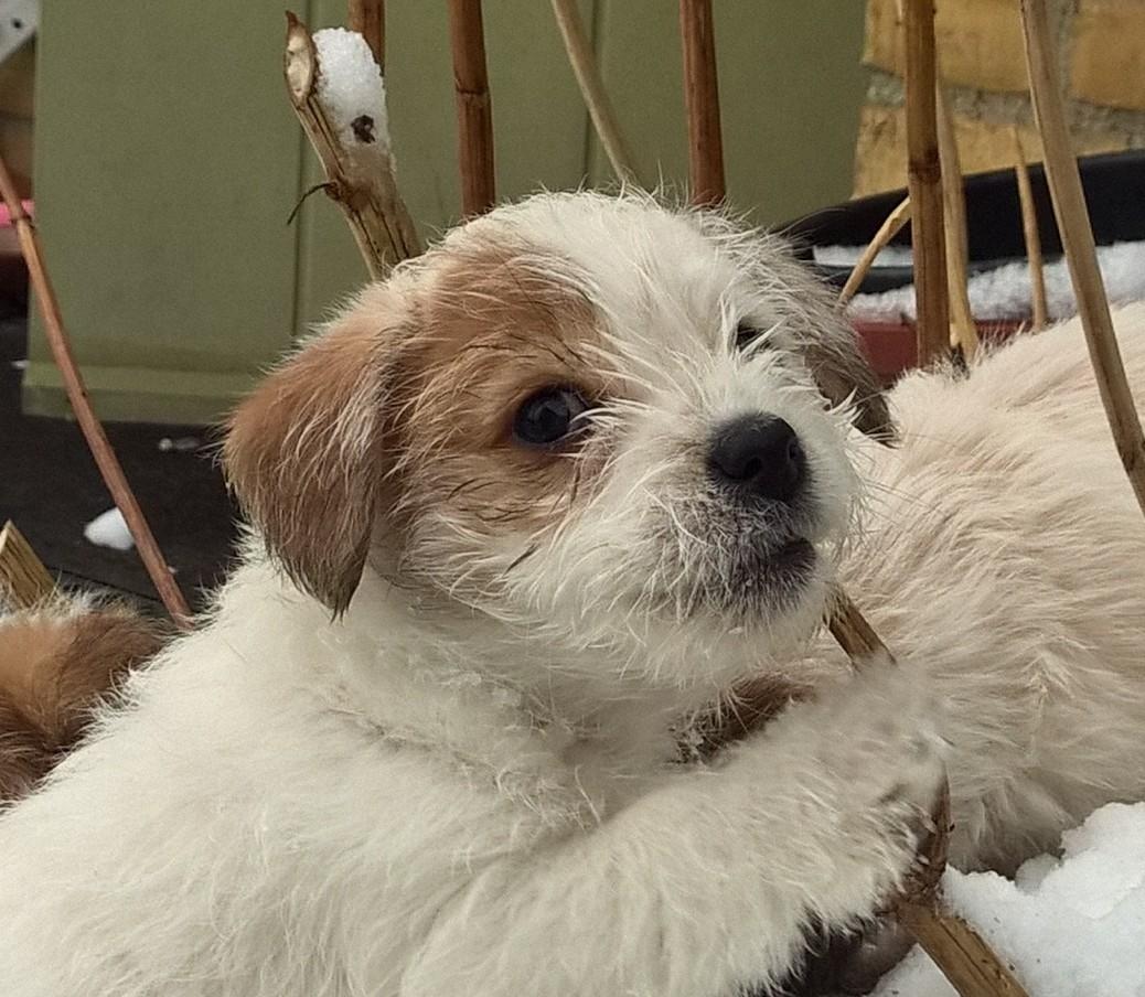 Blanding af racer Kom-Karla billede 5