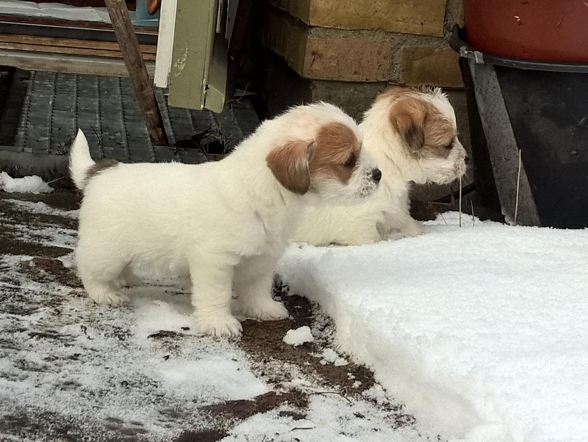 Blanding af racer Kom-Karla billede 4