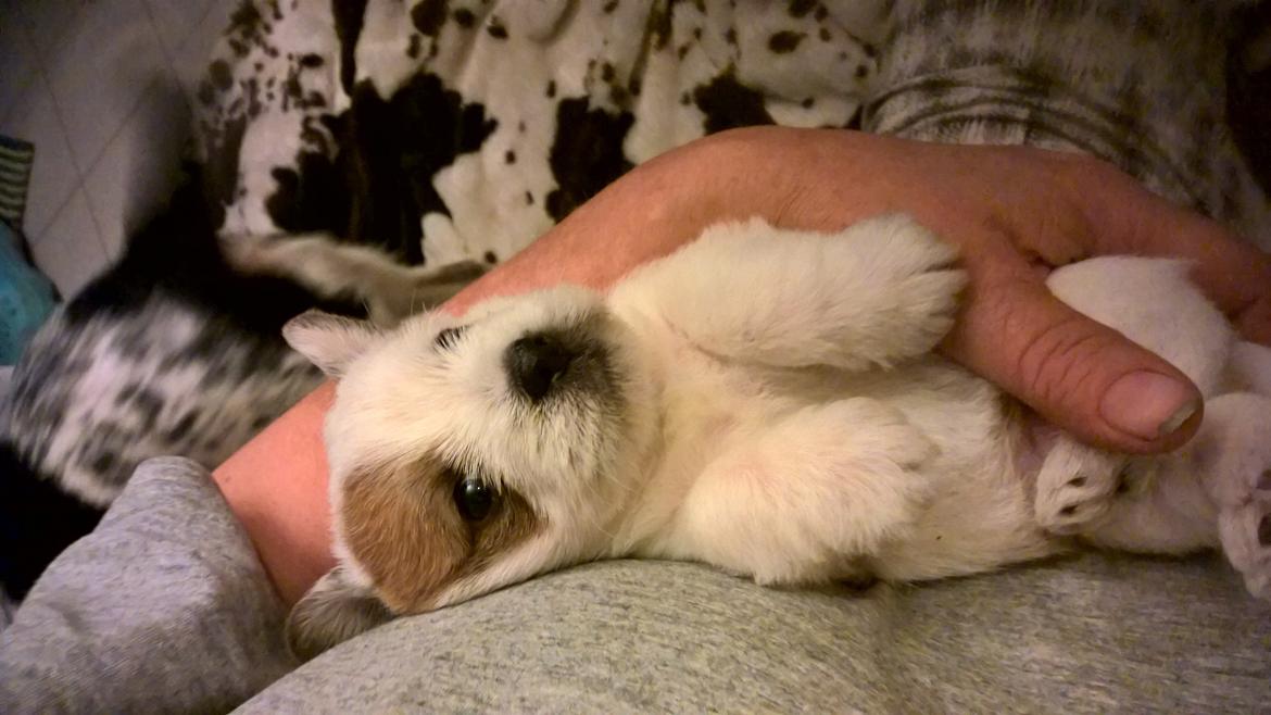 Blanding af racer Kom-Karla billede 3