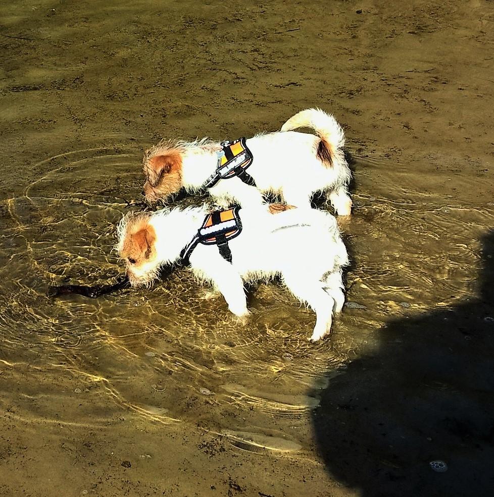 Blanding af racer Kom-Karla billede 7