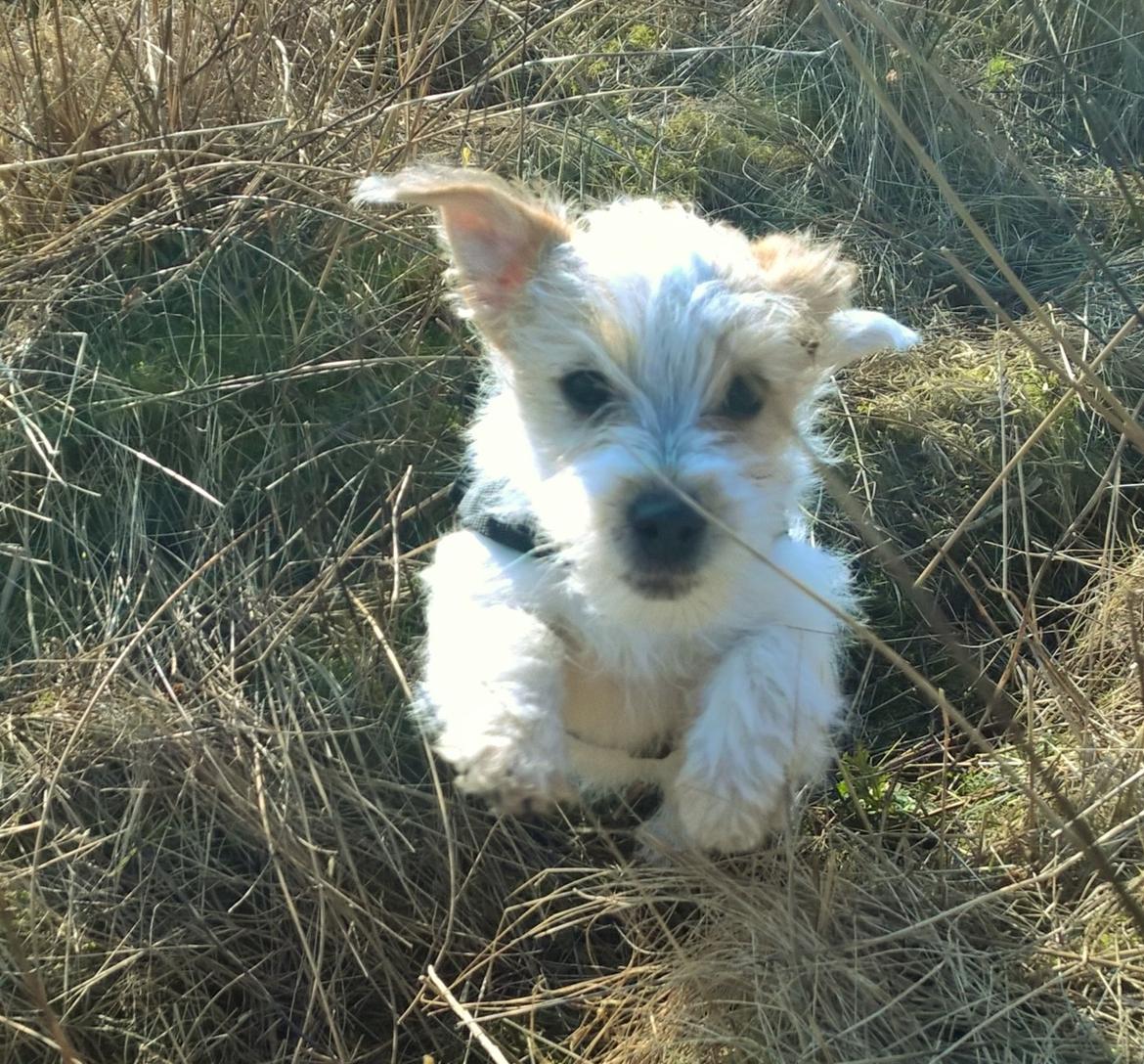 Blanding af racer Kom-Karla billede 6