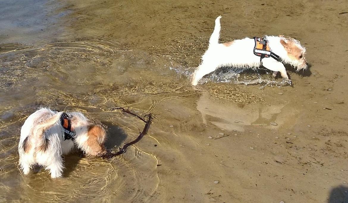 Blanding af racer Kom-Karla billede 8