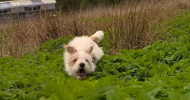 Blanding af racer Kom-Karla - ;) Karla uden ben billede 12