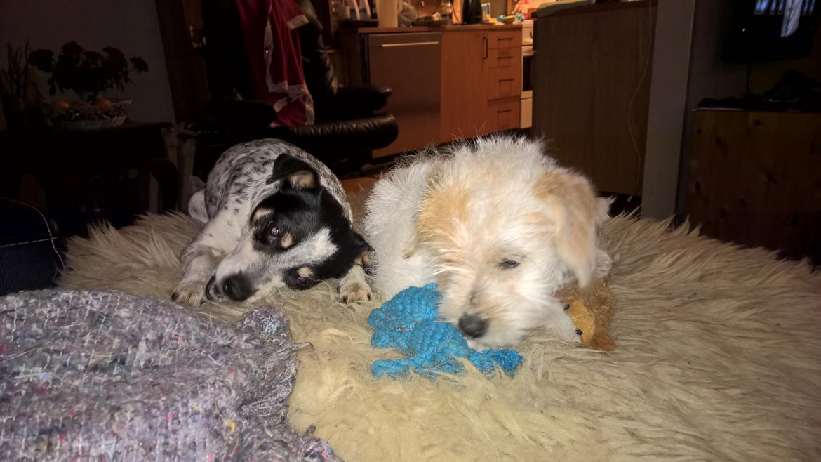 Blanding af racer Kom-Karla billede 9