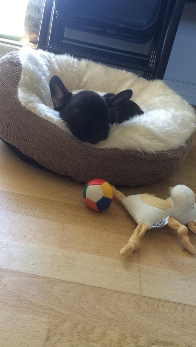 Fransk bulldog Muffi billede 1