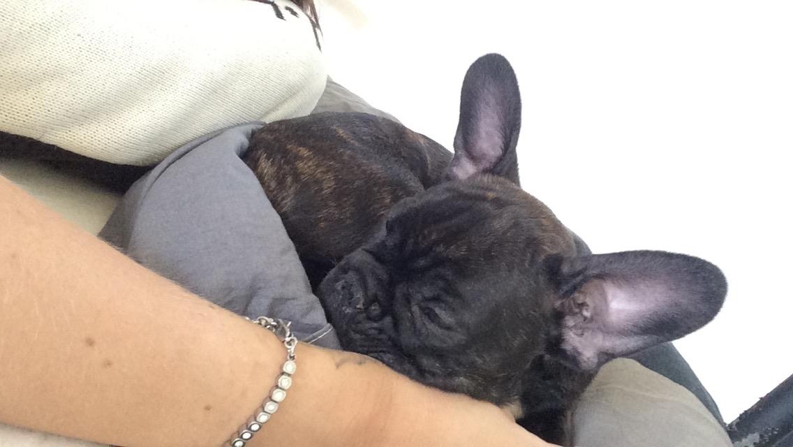 Fransk bulldog Muffi billede 2