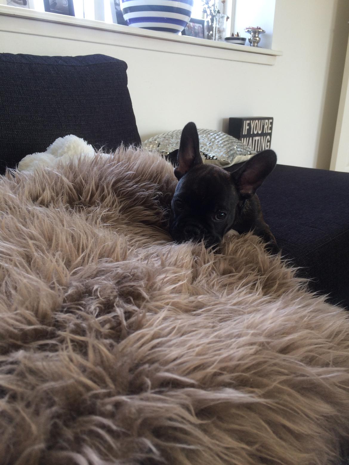 Fransk bulldog Muffi billede 3