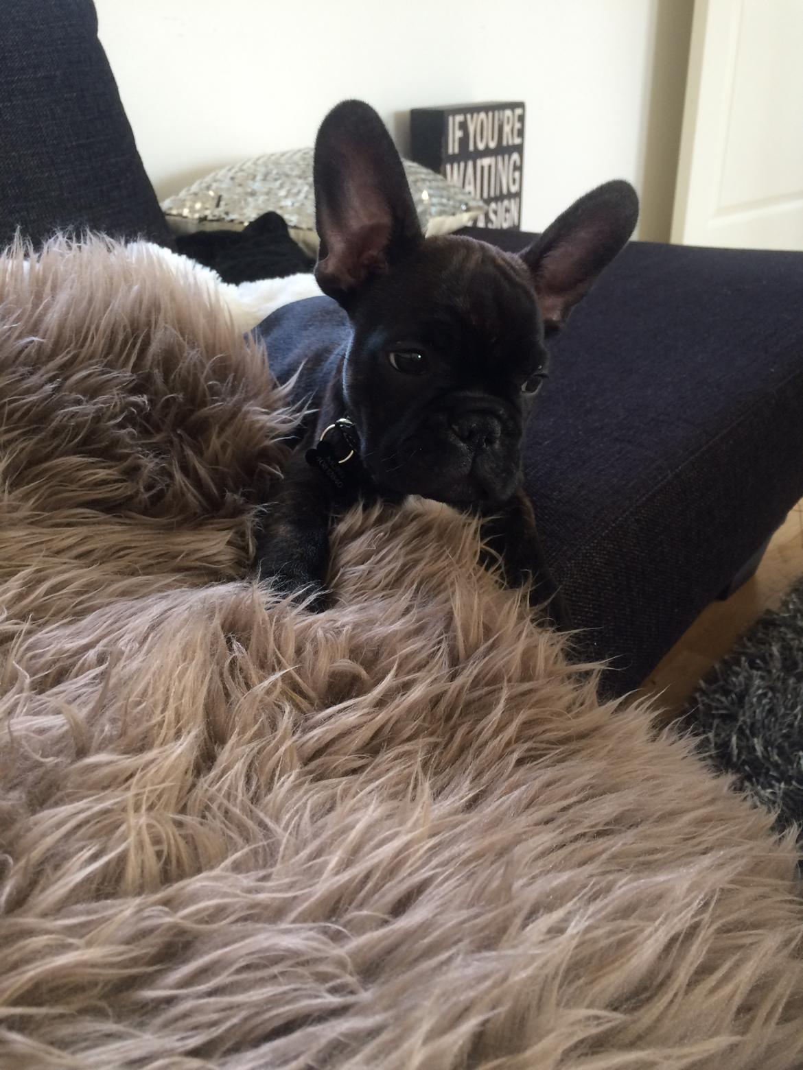 Fransk bulldog Muffi billede 4