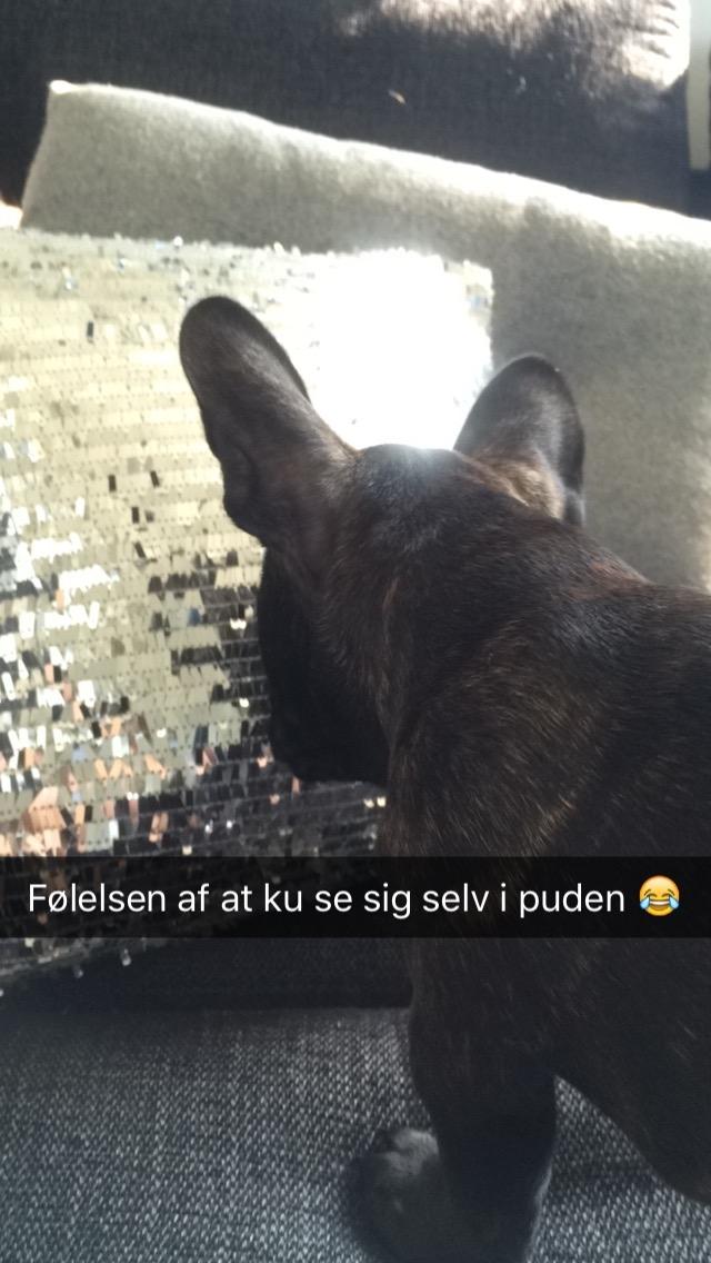 Fransk bulldog Muffi billede 5