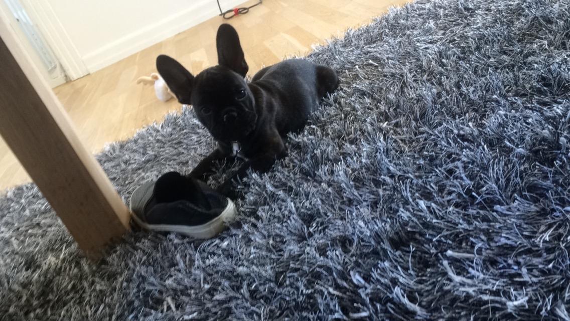 Fransk bulldog Muffi billede 6