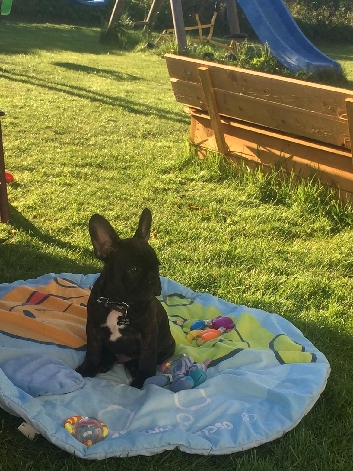 Fransk bulldog Muffi billede 7