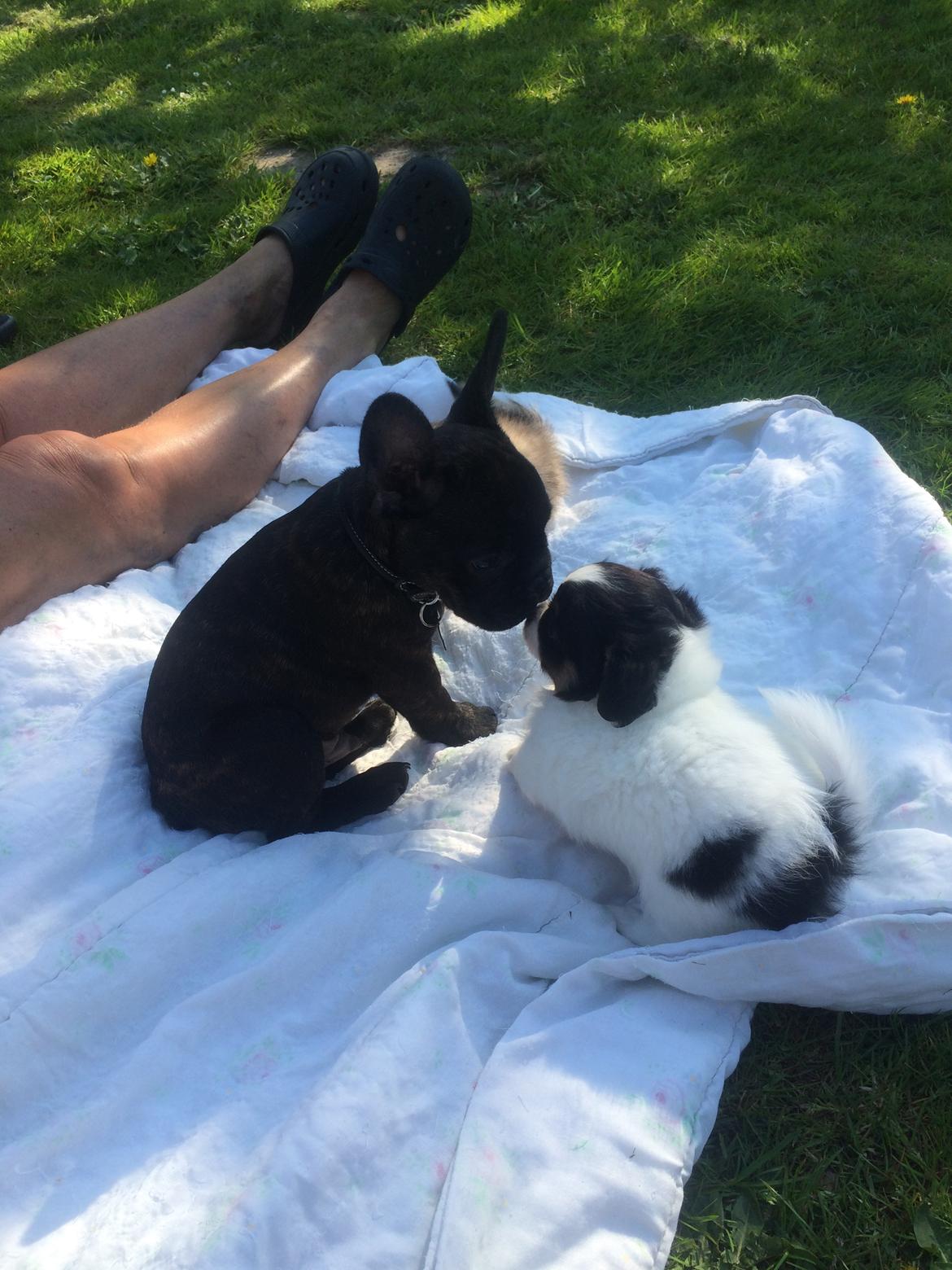 Fransk bulldog Muffi billede 8