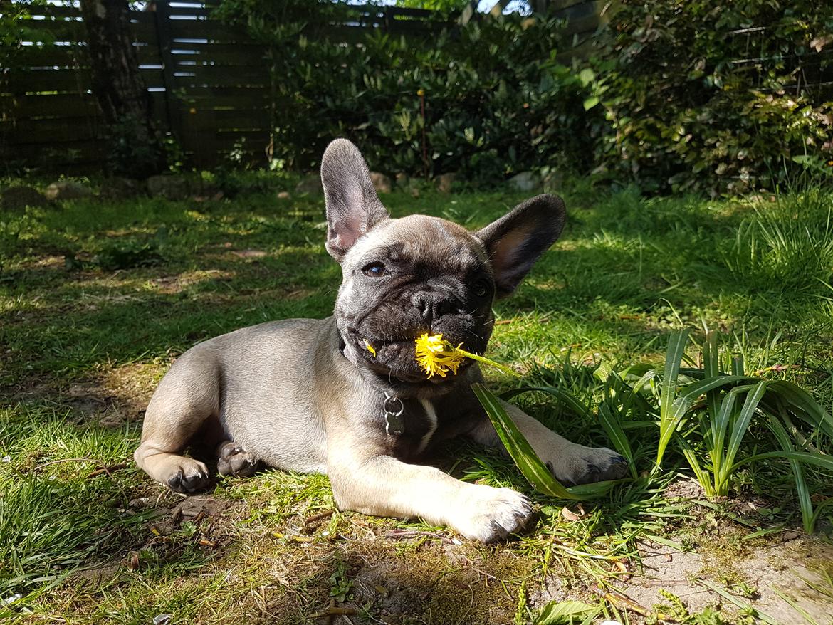 Fransk bulldog Charlie billede 13