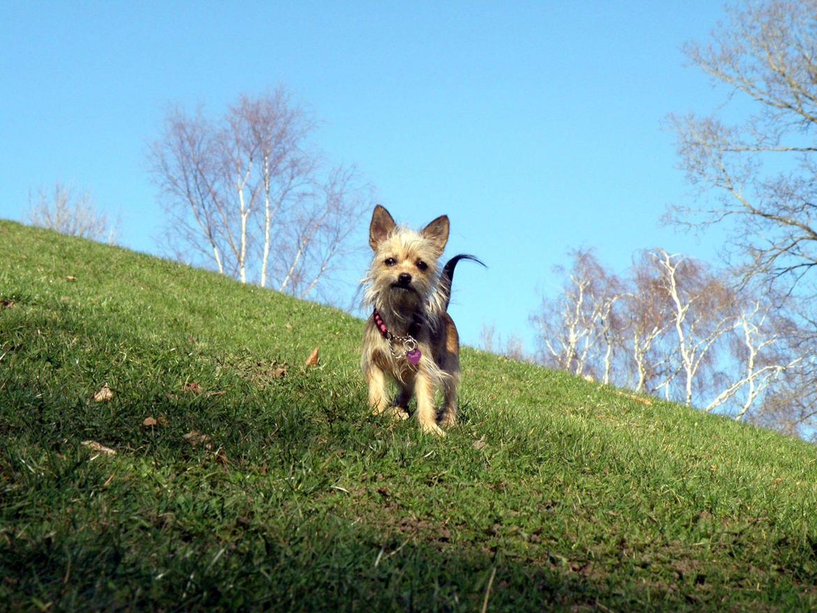 Blanding af racer Casey RIP billede 5